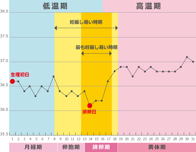 危険日は生理後いつ？生理前は完全に安全日だといえるの？