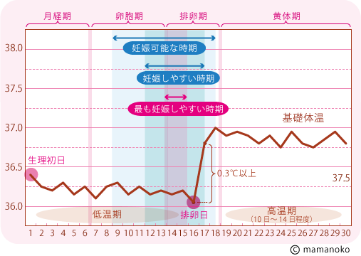 危険日は生理後いつ?生理前は完全に安全日だといえるの? 危険日は生理後いつ?生理前は完全に安全日だといえるの?